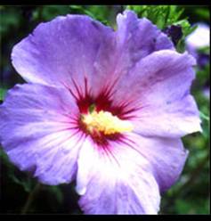 Hibiscus syriacus �Oiseau Bleu�